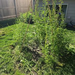 Equity Green Lawn Care Experts - Green Bean teepee that was decimated