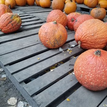 Dave's Pumpkins - Christmas Trees Near Me - Huntley, Illinois