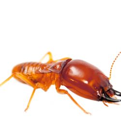 Texas Bug Masters