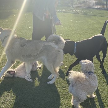 Village Green Dog Park - Dog Parks Near Me - Mountain View, California