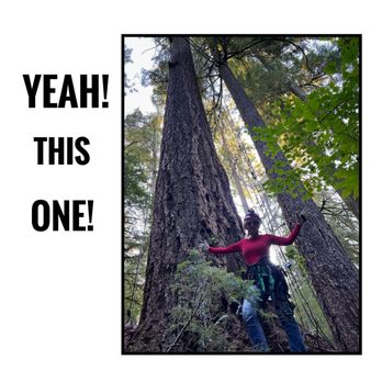 Tree Climbing at Silver Falls - Perspective - Climbing Near Me - Sublimity, Oregon