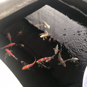 Central Valley Koi - Nurseries & Gardening Near Me - Crows Landing, California