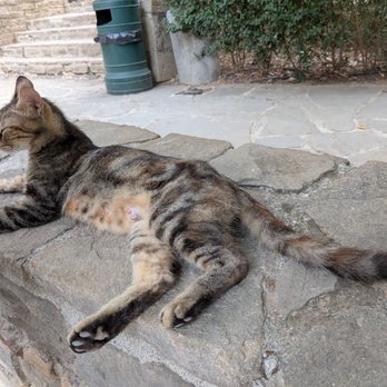 Aspendos - Cats - Landmarks & Historical Buildings Near Me - Serik, 07 Aspendos - Cats - Landmarks & Historical Buildings Near Me - Serik, 07