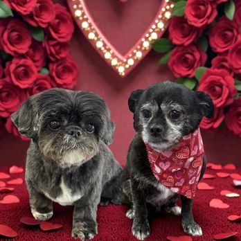 ALL4K9 - Pet Sitting Near Me - Cary, Illinois