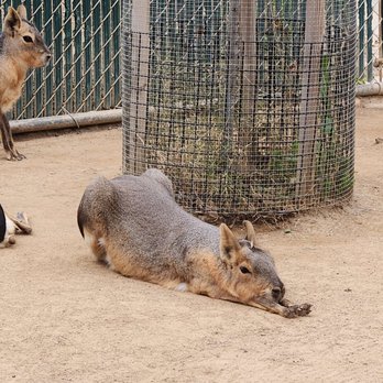 Orange County Zoo - Big stretch on the Patagonian Mara. - Zoos Near Me - Orange, California Orange County Zoo - Big stretch on the Patagonian Mara. - Zoos Near Me - Orange, California