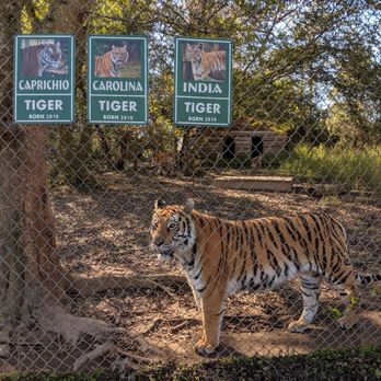 Carolina Tiger Rescue - Animal Shelters Near Me - Pittsboro, North Carolina Carolina Tiger Rescue - Animal Shelters Near Me - Pittsboro, North Carolina