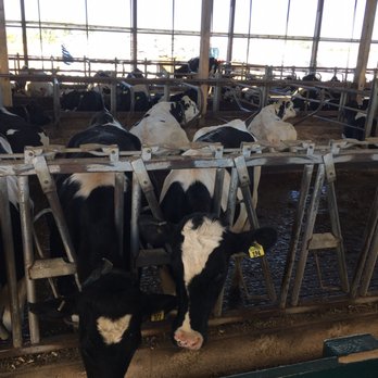 Hinchley's Dairy Farm Tours - Tours Near Me - Cambridge, Wisconsin Hinchley's Dairy Farm Tours - Tours Near Me - Cambridge, Wisconsin