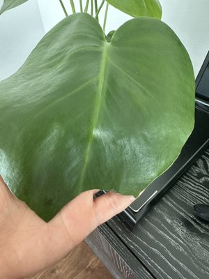 The Mellow Mission by null