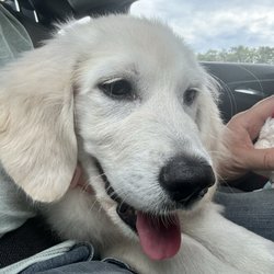 Superstar Puppies - AKC Golden Retriever 4 month old Puppy