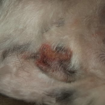 Purrfect Fur Pets - Here's just one picture of them cutting him up, and this is after 2 days of healing - Pet Groomers Near Me - Plainfield, Illinois Purrfect Fur Pets - Here's just one picture of them cutting him up, and this is after 2 days of healing - Pet Groomers Near Me - Plainfield, Illinois