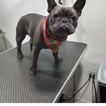 Preferred Spaw Mobile Grooming - Tank's first Spaw - Pet Groomers Near Me Preferred Spaw Mobile Grooming - Tank's first Spaw - Pet Groomers Near Me
