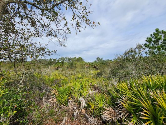 Weedon Island Preserve by null
