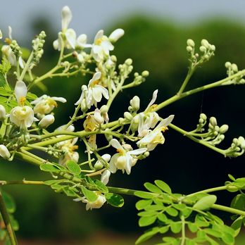 M M Nurseries - Moringa (Drumstick) Plants - Nurseries & Gardening Near Me - Houston, Texas M M Nurseries - Moringa (Drumstick) Plants - Nurseries & Gardening Near Me - Houston, Texas