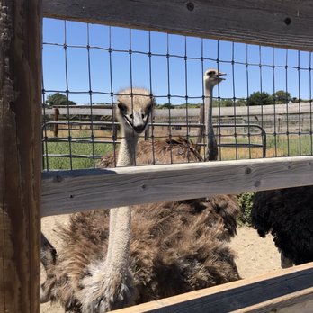 Ostrichland USA - Attraction Farms Near Me - Solvang, California Ostrichland USA - Attraction Farms Near Me - Solvang, California