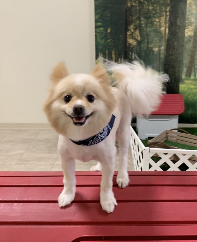Magic Pet Image