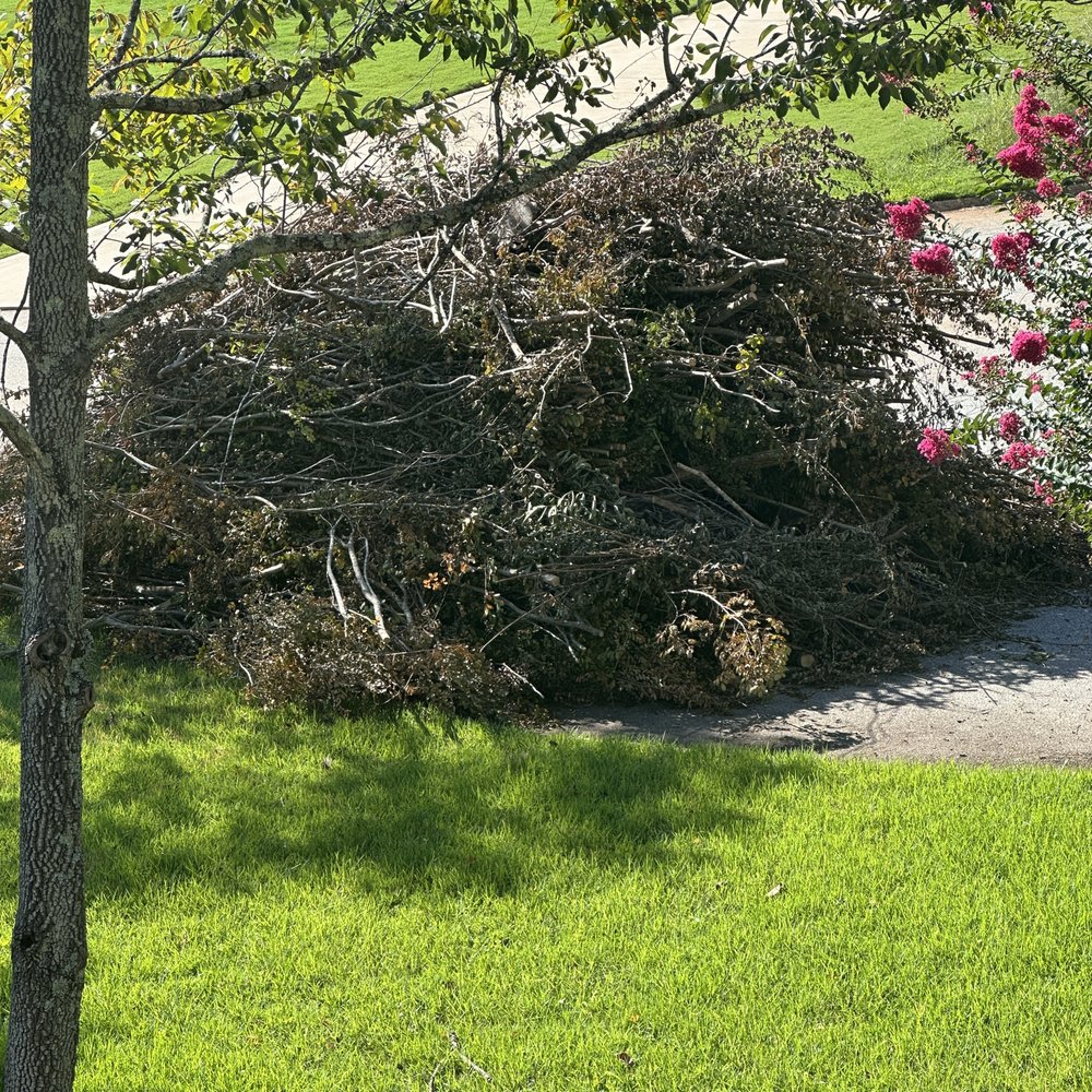 Cheap And Great - https://youtube.com/shorts/1W1px0bFYak?si=HGBaUGpfstKDhVOL - Tree Services Near Me Cheap And Great - https://youtube.com/shorts/1W1px0bFYak?si=HGBaUGpfstKDhVOL - Tree Services Near Me