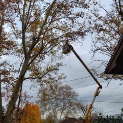 D&R Tree Service - Very careful with wires and the property.