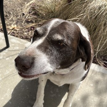Bumgarner Winery - Winery pup - Wineries Near Me - Fair Play, California Bumgarner Winery - Winery pup - Wineries Near Me - Fair Play, California
