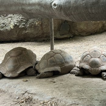 Bronx Zoo - One is 100 years old - Zoos Near Me - Bronx, New York