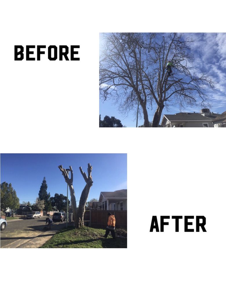 GABINO’S GARDEN Updated September 2024 16 Photos 55 Suntrail Cir