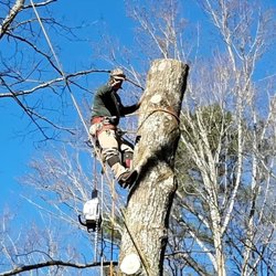 Aaa Pro Tree