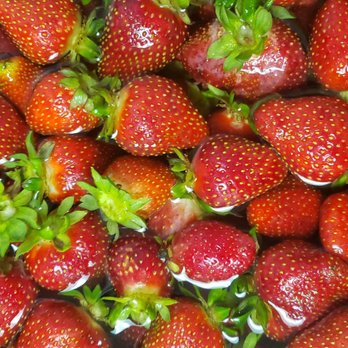 Warren Farms - Pick Your Own Farms Near Me - Chesapeake, Virginia Warren Farms - Pick Your Own Farms Near Me - Chesapeake, Virginia