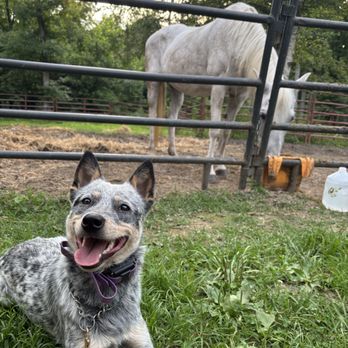 Focused Canine Academy - Working Arya around the horses. - Pet Training Near Me Focused Canine Academy - Working Arya around the horses. - Pet Training Near Me