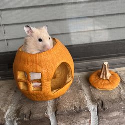 All Creatures Pet Hospital - (Theo the hamster)