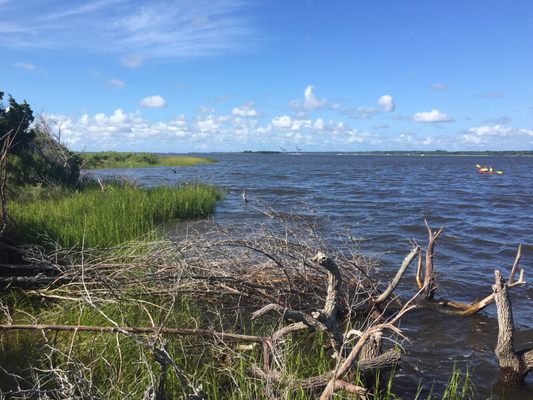 Carolina Beach State Park by null
