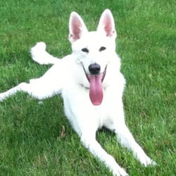 Fur'st Love Pet Care - Aspen