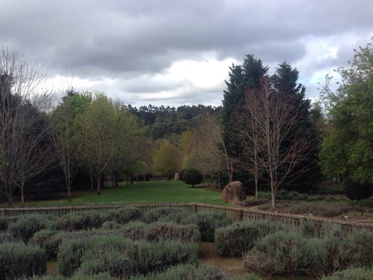 Ashcombe Maze & Lavender Gardens by null