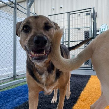 Buddies - Pet Groomers Near Me - Jacksonville, North Carolina