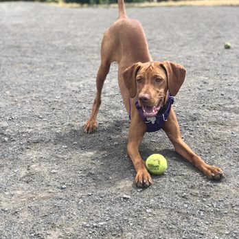 BOOP Seattle - Dog Walkers Near Me BOOP Seattle - Dog Walkers Near Me