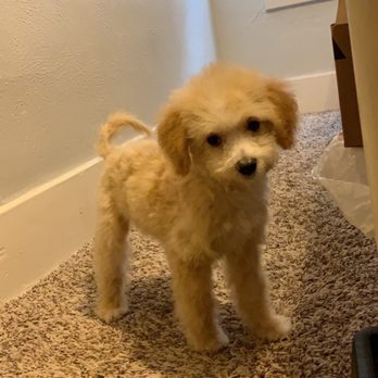 Discount Pets - Happy pup! - Pet Groomers Near Me - Anaheim, California Discount Pets - Happy pup! - Pet Groomers Near Me - Anaheim, California