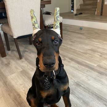 Hochburg K9 - Pet Training Near Me