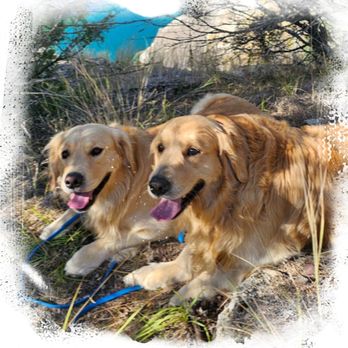Tally Ho K9 - Pet Training Near Me - polson, Montana Tally Ho K9 - Pet Training Near Me - polson, Montana