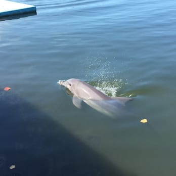 Dolphin Research Center - Tours Near Me - Marathon, Florida Dolphin Research Center - Tours Near Me - Marathon, Florida