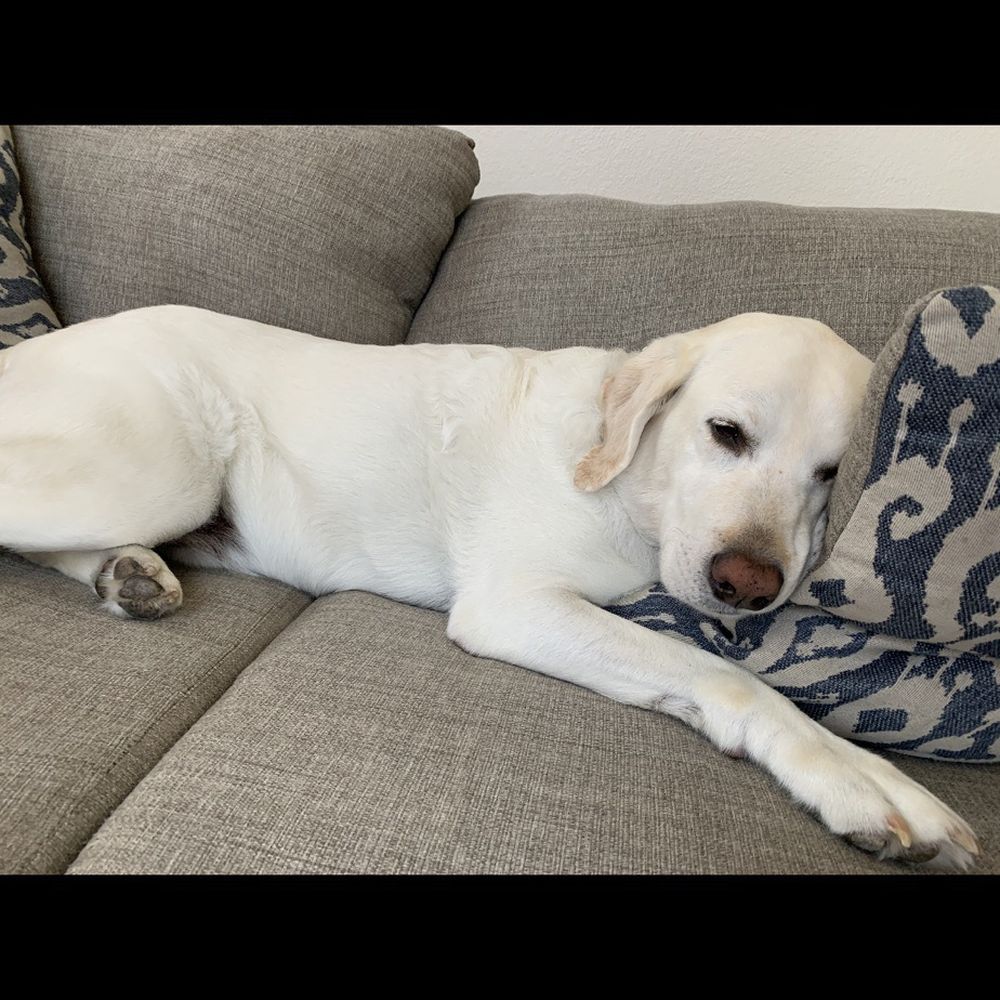 AAA Labs Labrador Puppies - My boy - Pet Breeders Near Me - Ontario, California