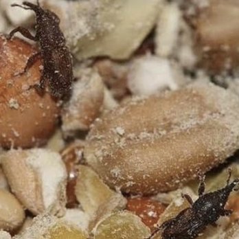 Rick Steins - Food was covered in white mold and insects, but tasted great. - Fish & Chips Near Me - Padstow, CON Rick Steins - Food was covered in white mold and insects, but tasted great. - Fish & Chips Near Me - Padstow, CON