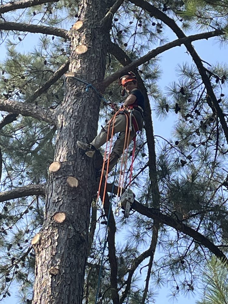 Eiler Tree Service - tree service in Florence, MS