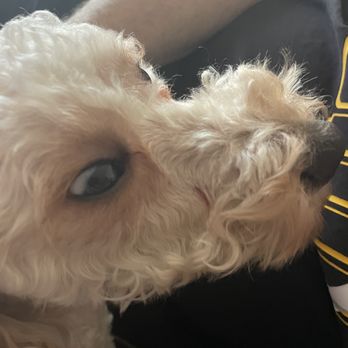 Bark’s In Style - Pet Groomers Near Me - Arlington Heights, Illinois Bark’s In Style - Pet Groomers Near Me - Arlington Heights, Illinois