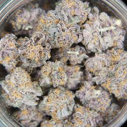 Tokyo Starfish Box Factory Cannabis Dispensary - High quality cannabis flower from TOKYO STARFISH grow facility.