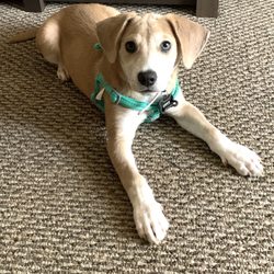 Fitzgerald Animal Hospital - Lizzy (lab beagle mix we think)