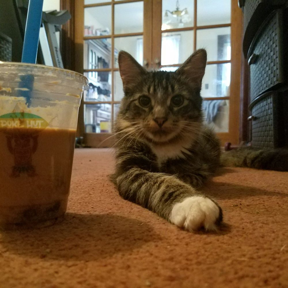 Poke Hut - The cutest customer in poke hut history. And the furriest. - Poke Near Me - Cincinnati, Ohio Poke Hut - The cutest customer in poke hut history. And the furriest. - Poke Near Me - Cincinnati, Ohio