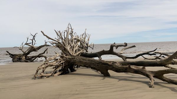 Driftwood Beach by null