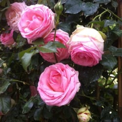 Azienda Agricola Rose Barni