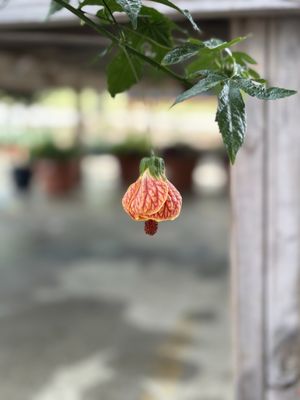 Piedmont Triad Farmers Market by null