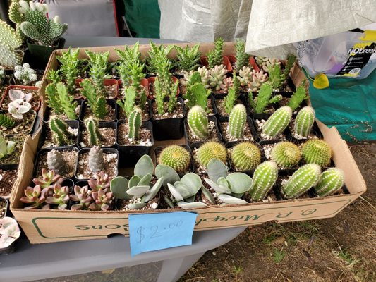 Union City Farmers' Market by null