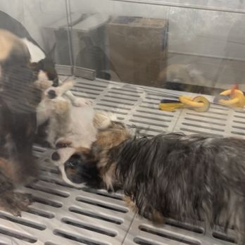 Petland Webster - Poor puppy getting attacked multiple times - Pet Stores Near Me - Webster, Texas Petland Webster - Poor puppy getting attacked multiple times - Pet Stores Near Me - Webster, Texas