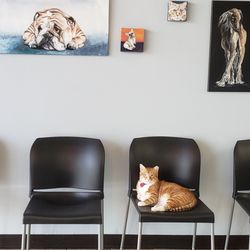South Arlington Animal Clinic